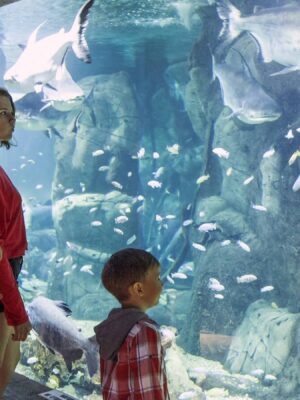 Зарабатывайте с нашей партнерской программой в категории Океанариумы