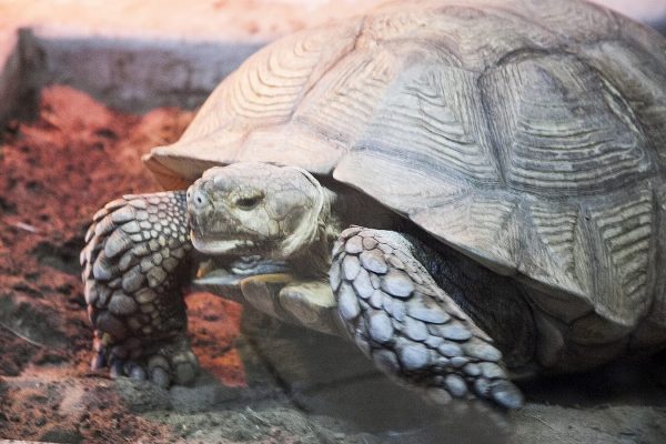 Скидка в океанариум - 50 руб от цены билета Скидка в океанариум - 50 руб от цены билета