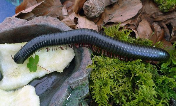 Скидка в океанариум - 50 руб от цены билета