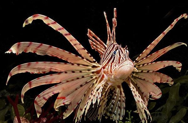 Скидка в океанариум - 50 руб от цены билета Скидка в океанариум - 50 руб от цены билета