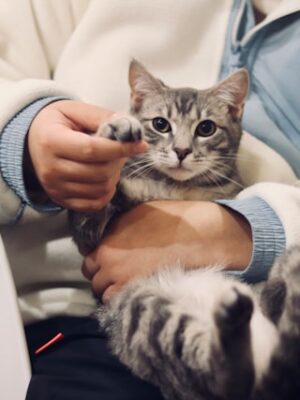 ветеринар кота принесли на прием Поиск с использованием волонтёров