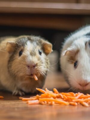 животные хомяки Поиск с приманками и кормушками